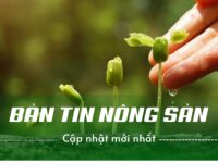 ĐẬU TƯƠNG TIẾP TỤC LÀ TÂM ĐIỂM KHI TRUNG QUỐC ÂM THẦM THỰC HIỆN CÁC ĐỢT MUA LỚN QUA, LÚA MÌ DÙ CHỊU ÁP LỰC TỪ NGUỒN CUNG NGA, NHƯNG VIỆC ĐÓNG CÁC VỊ THẾ SHORT QUY MÔ LỚN ĐANG TẠO RA MỘT LỚP ĐỆM NGĂN CẢN GIÁ GIẢM SÂU HƠN