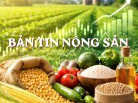 THỊ TRƯỜNG NÔNG SẢN ĐANG BƯỚC VÀO CHU KỲ BIẾN ĐỘNG CỰC LỚN KHI CÁC SỐ LIỆU THỰC TẾ TỪ BÁO CÁO USDA ĐANG GÂY RA NHỮNG THAY ĐỔI VỀ KỲ VỌNG CUNG CẦU ĐẬU TƯƠNG ĐANG THU HÚT DÒNG VỐN CỰC MẠNH NHỜ TÍN HIỆU XUẤT KHẨU ĐỘT PHÁ SANG THỊ TRƯỜNG TRUNG QUỐC ĐẨY GIÁ VƯỢT QUA CÁC NGƯỠNG KỸ THUẬT TRUNG HẠN