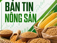 Nông sản trước giờ G: Áp lực dự trữ kỷ lục đè nặng giá ngô, đậu tương nín thở chờ báo cáo USDA
