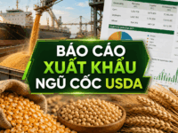 BÁO CÁO XUẤT KHẨU NGŨ CỐC TUẦN 18-26/06/2026