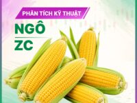 Phân tích Kỹ thuật Ngô ZCEZ26 ngày 22/09/2026: Giá kiểm tra kháng cự 543 sau khi phá mô hình tam giác