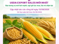 Báo cáo USDA EXPORT SALES | CÔNG BỐ 13/08/2026
