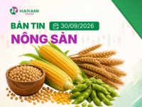 Bản tin thị trường Nông sản, ngày 30/9/2026